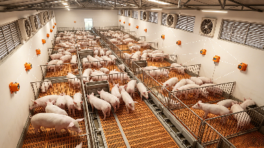 氨气检测报警仪如何重构养殖场环境管理